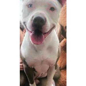 Lost Dog Gus gus