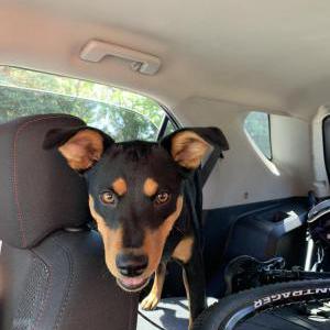 Lost Dog Negra