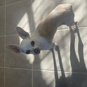 Found Dog Chihuahua