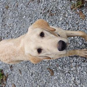 Found Dog Unknown