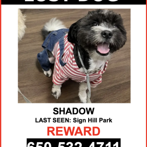 Image of Shadow, Lost Dog