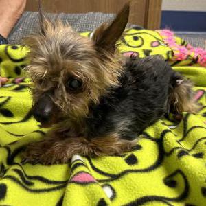 Found Dog Unknown