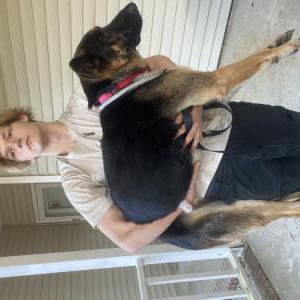 Lost Dog Roxy