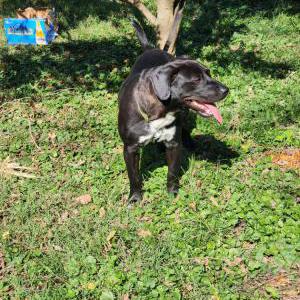 Image of Unknown, Found Dog