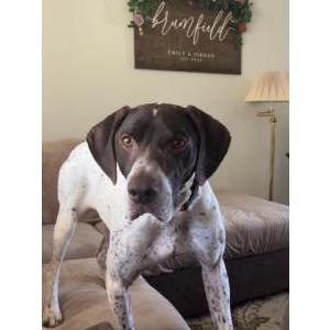 Lost Dog Dash