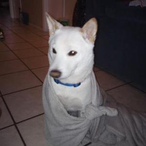 Lost Dog Fuji