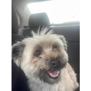 Lost Dog Leon