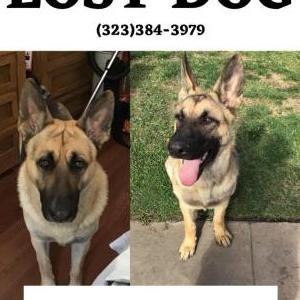 Lost Dog Ace