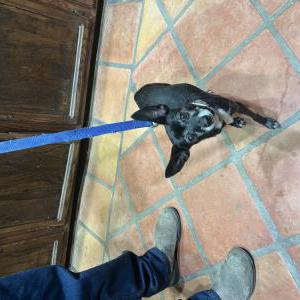 Image of ?, Found Dog
