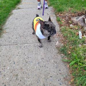 Lost Dog Rocky