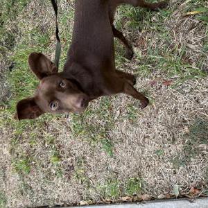 Found Dog Unknown