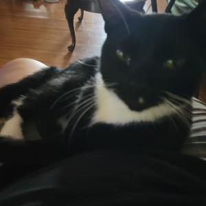 Image of Gizmo, Lost Cat