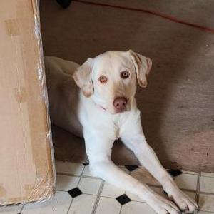 Lost Dog Sandy