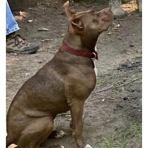 Lost Dog Gracie
