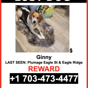 Lost Dog Ginny