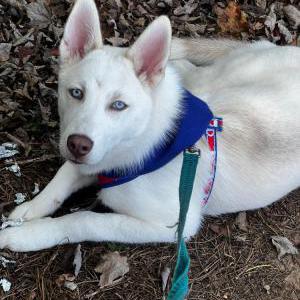 Image of Logan, Lost Dog