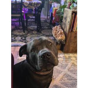 Lost Dog Ash