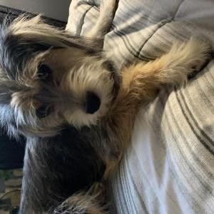 Lost Dog Reya