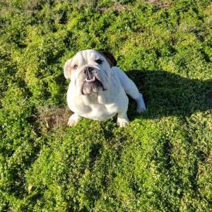 Lost Dog Molly