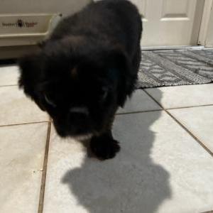 Image of Unknown, Found Dog