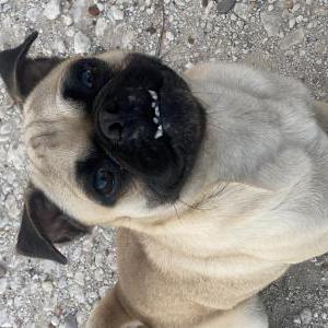 Lost Dog Benito