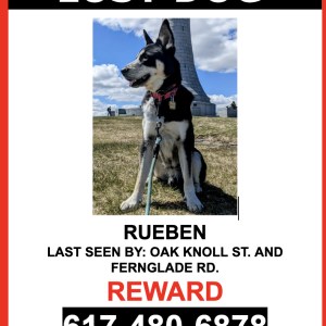 Lost Dog RUEBEN
