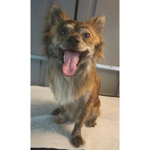 Lost Dog Wolfie