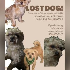 Image of Petey, Lost Dog