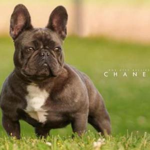 Lost Dog Chanel
