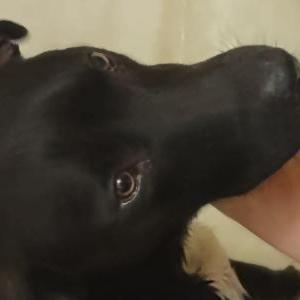 Image of Oreo, Lost Dog