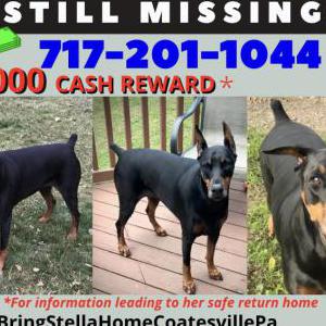 Lost Dog Stella