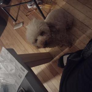 Lost Dog Reggie