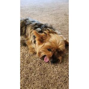 Lost Dog Susu
