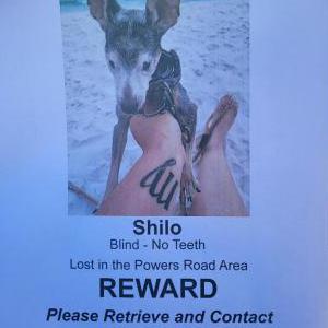 Lost Dog Shilo