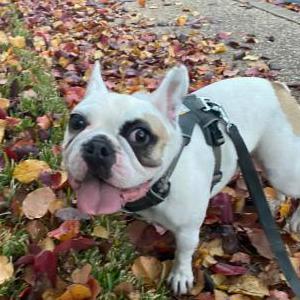Lost Dog Chien Chien
