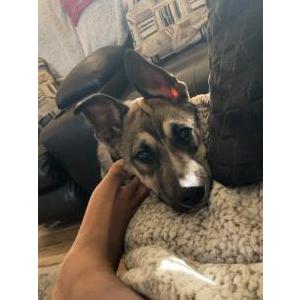 Lost Dog Rocky