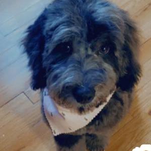 Image of Bobbi, Lost Dog