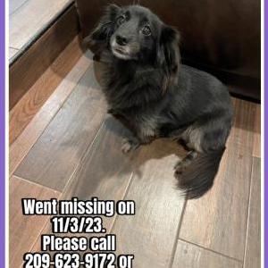 Lost Dog Lola