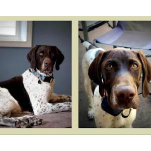 Lost Dog Toby