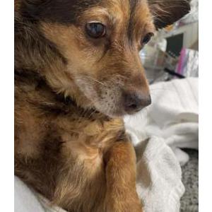 Found Dog unknown