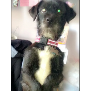 Lost Dog Cino (Chino)