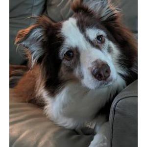 Lost Dog Phoebe Smith