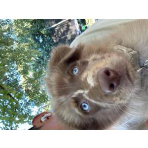Lost Dog Rocky