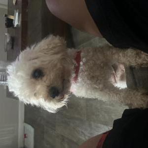 Image of Buttercup, Lost Dog