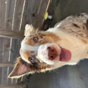Lost Dog Charlotte