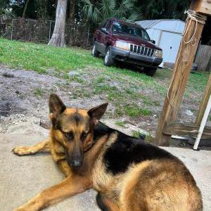 Image of Mia, Lost Dog