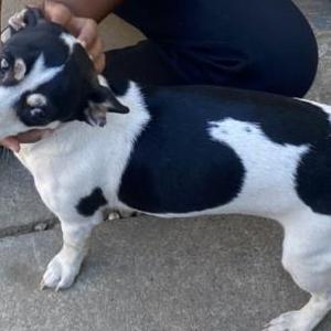 Image of Unknown, Found Dog