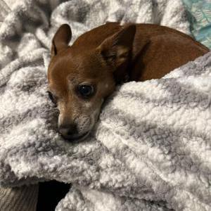 Lost Dog Luna