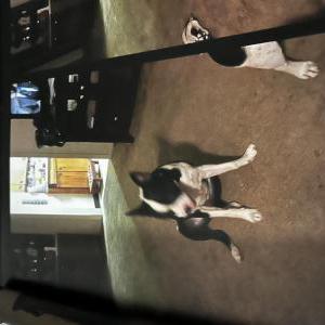 Lost Dog Savannha