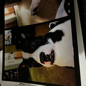 2nd Image of Savannha, Lost Dog